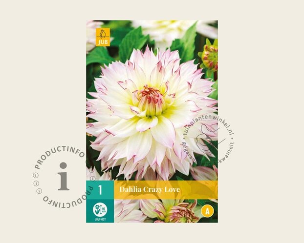 Dahlia 'Crazy Love'