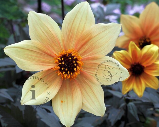 Dahlia 'Bishop of York'