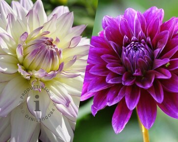 Dahlia Pink Purple Touch