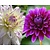 Dahlia Pink Purple Touch