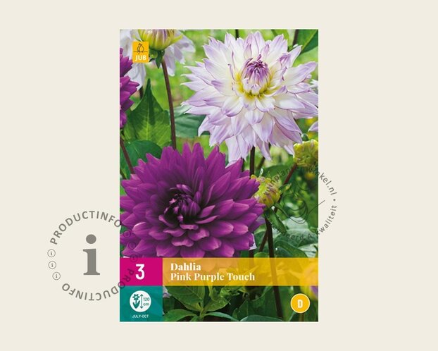 Dahlia Pink Purple Touch