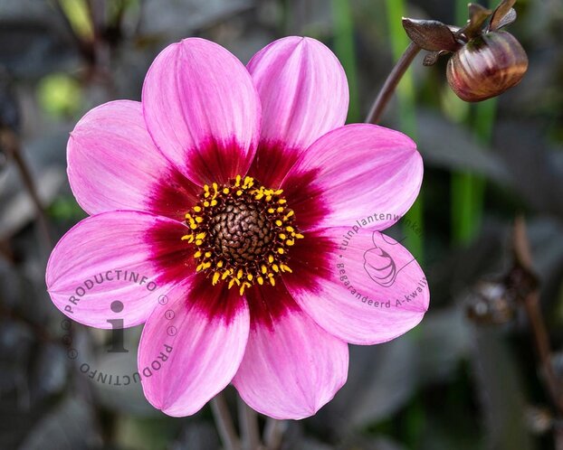 Dahlia 'Wishes 'n Dreams'