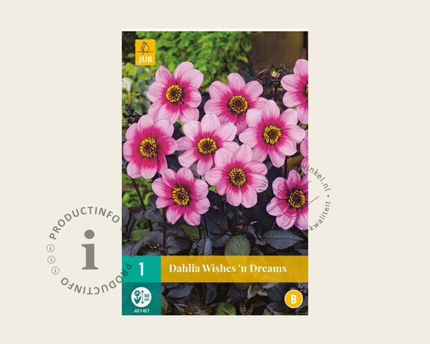Dahlia 'Wishes 'n Dreams'