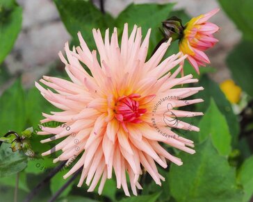 Dahlia Cactus Salmon