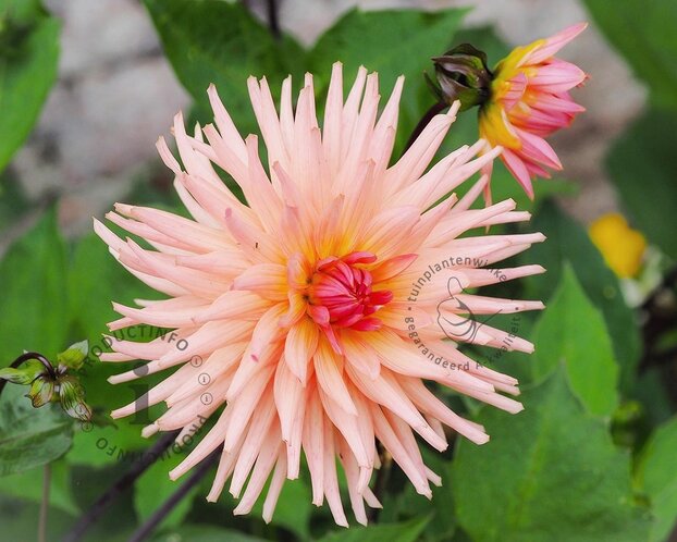 Dahlia Cactus Salmon