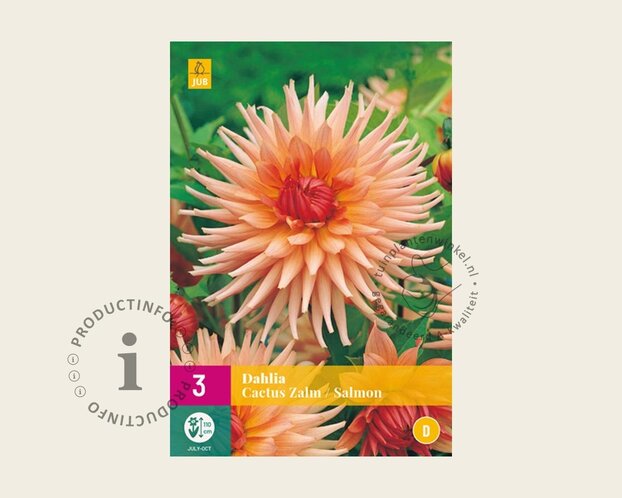 Dahlia Cactus Salmon