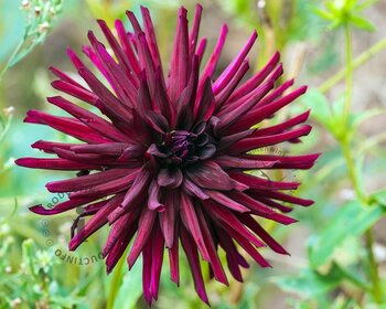 Dahlia 'Nuit d'Été'