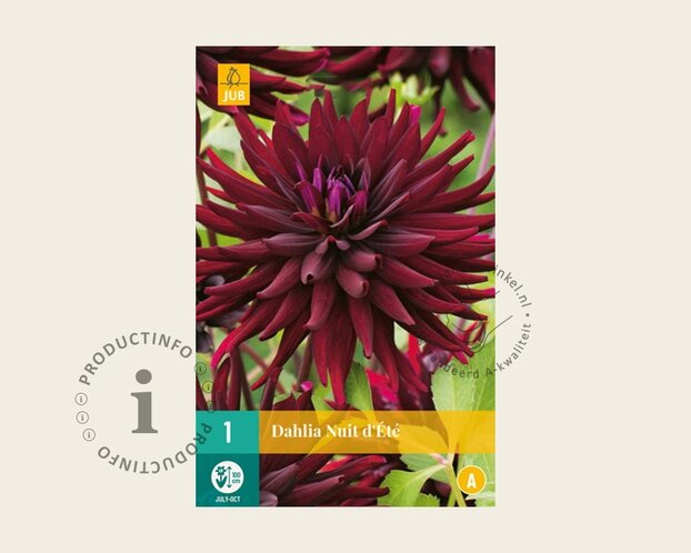 Dahlia 'Nuit d'Été'