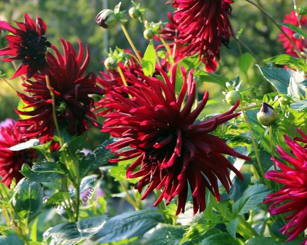 Dahlia 'Nuit d'Été'