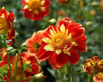 Dahlia 'Pooh'