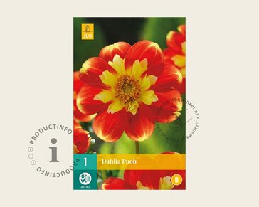 Dahlia 'Pooh'