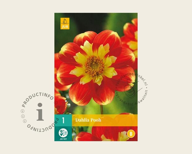 Dahlia 'Pooh'