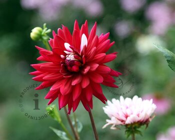 Dahlia 'Rebecca's World'