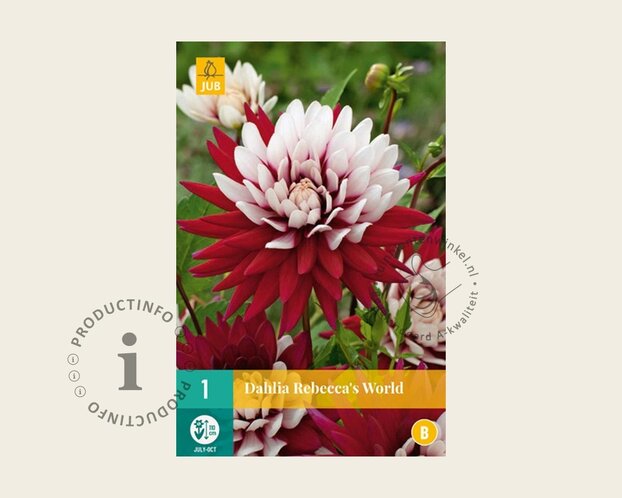 Dahlia 'Rebecca's World'