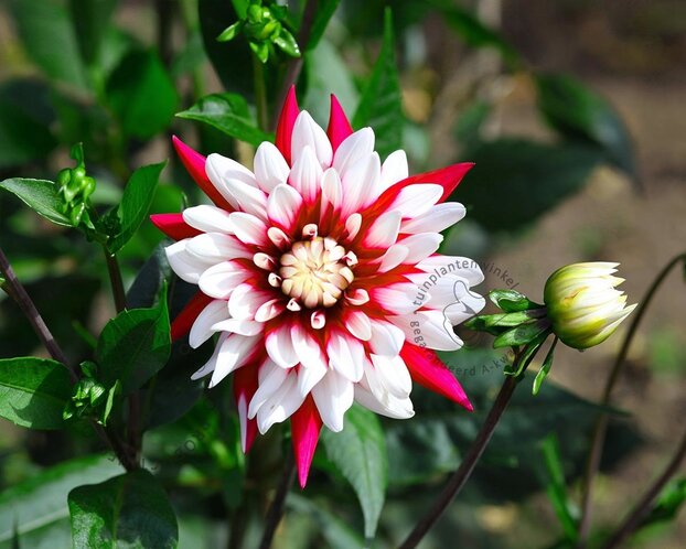 Dahlia 'Rebecca's World'