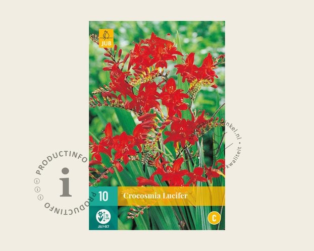 Crocosmia 'Lucifer' - knol