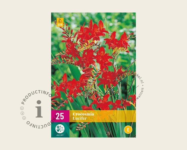 Crocosmia 'Lucifer' - knol