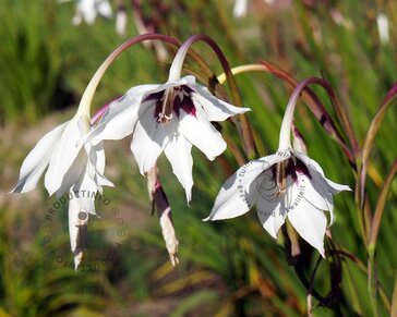 Gladiolus callianthus murielae