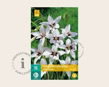 Gladiolus callianthus murielae