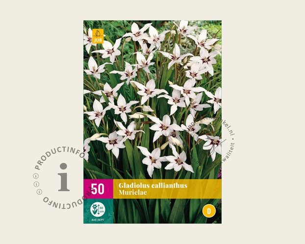 Gladiolus callianthus murielae