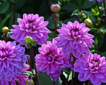 Dahlia 'Bluetifull'