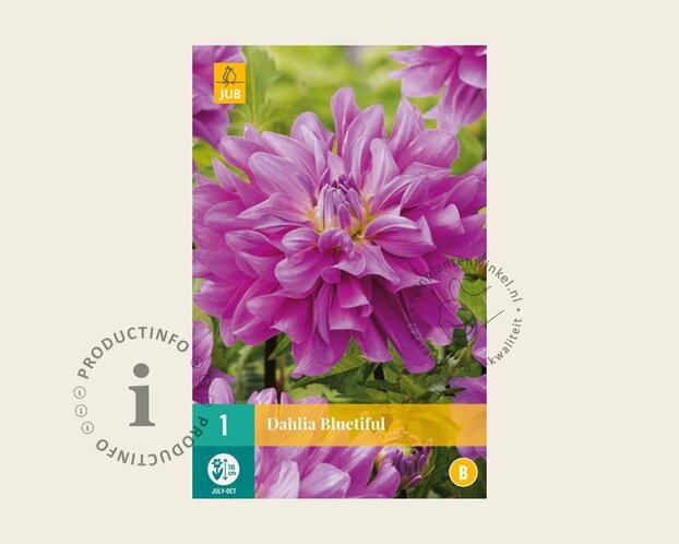 Dahlia 'Bluetifull'