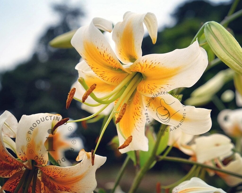 Lilium 'Lady Alice'