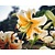 Lilium 'Lady Alice'