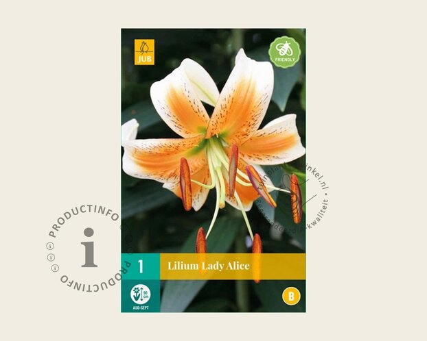 Lilium 'Lady Alice'
