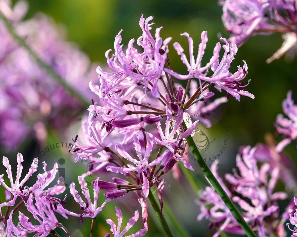 Nerine bowdenii