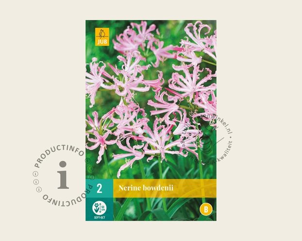 Nerine bowdenii