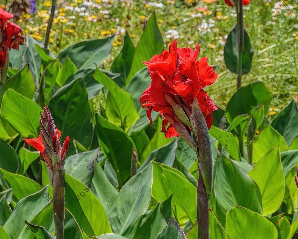 Canna 'Red Dazzler' - knol