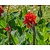 Canna 'Red Dazzler' - knol