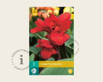Canna 'Red Dazzler' - knol