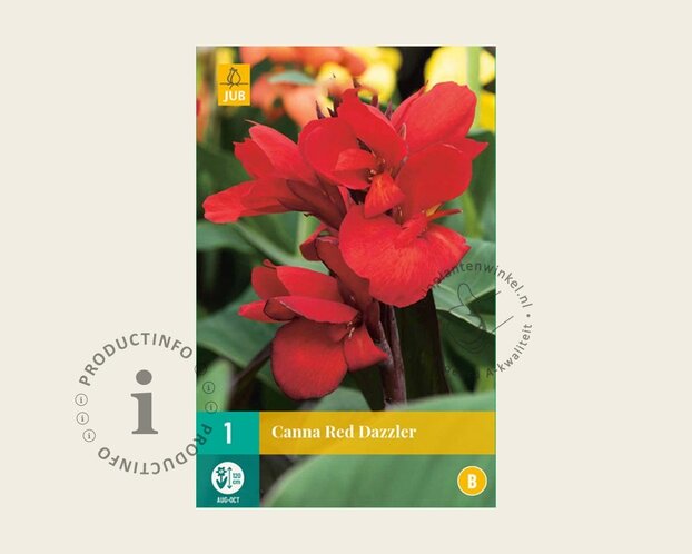 Canna 'Red Dazzler' - knol