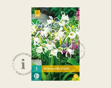 Hymenocallis festalis