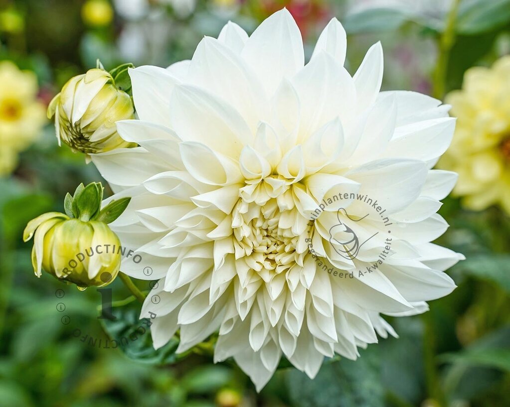 Dahlia 'Le Castel'