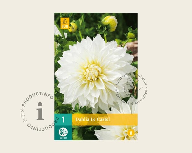 Dahlia 'Le Castel'