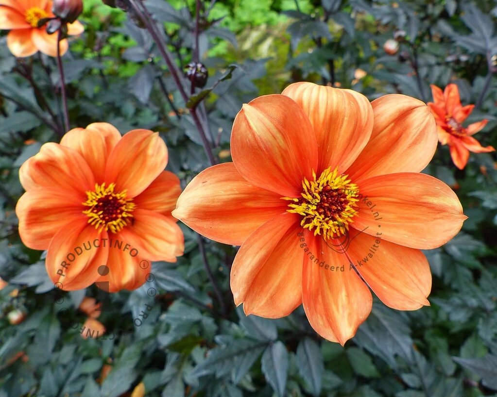 Dahlia 'Bishop of Oxford'