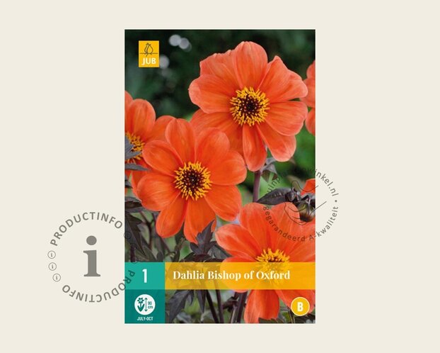 Dahlia 'Bishop of Oxford'