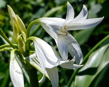 Crinum x powellii 'Album'