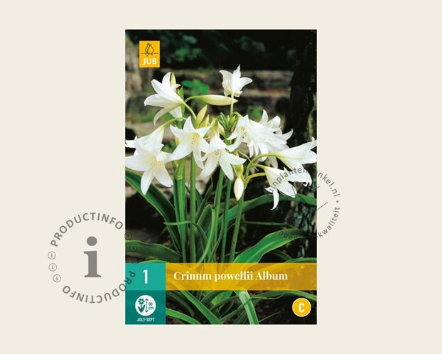 Crinum x powellii 'Album'