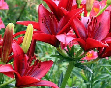 Lilium 'Red County'