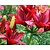 Lilium 'Red County'