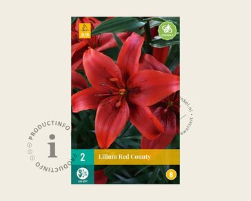 Lilium 'Red County'