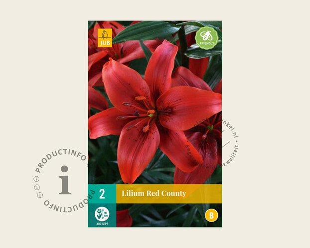 Lilium 'Red County'