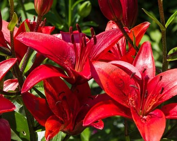 Lilium 'Red County'