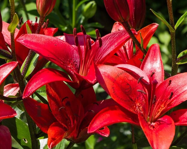 Lilium 'Red County'
