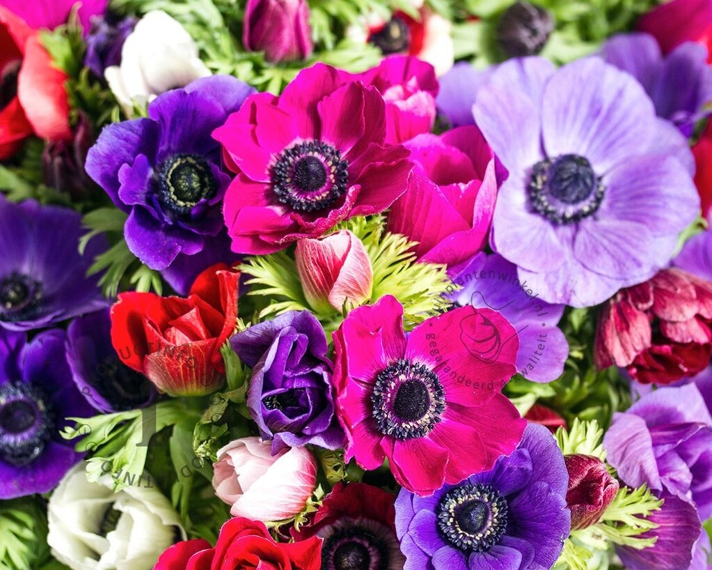 Anemone coronaria Paars/Roze Mix