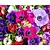 Anemone coronaria Paars/Roze Mix